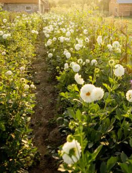 Rural Flower Farm