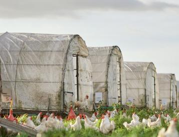 Greenhouses wider