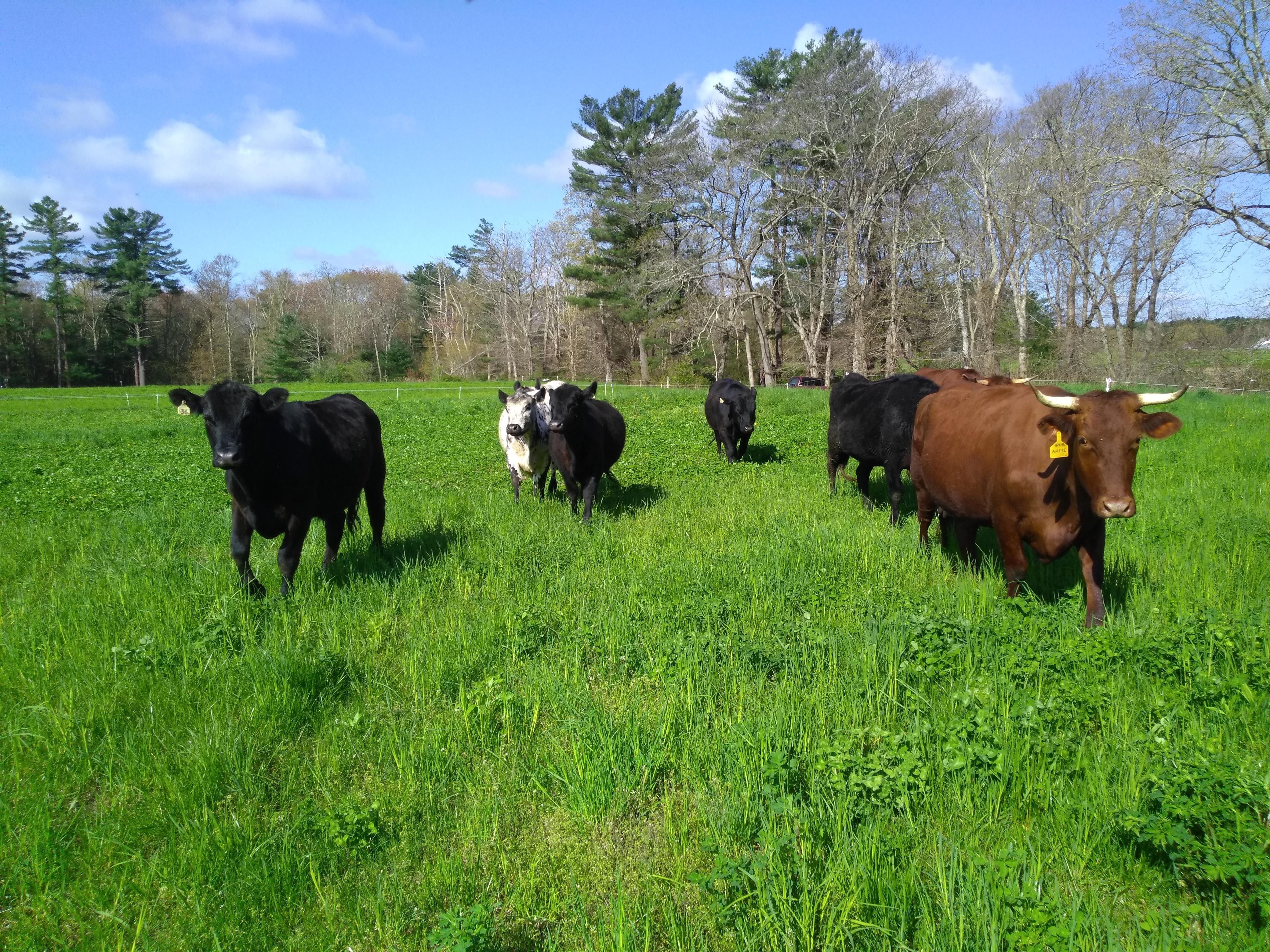 Cows grazing in pasture