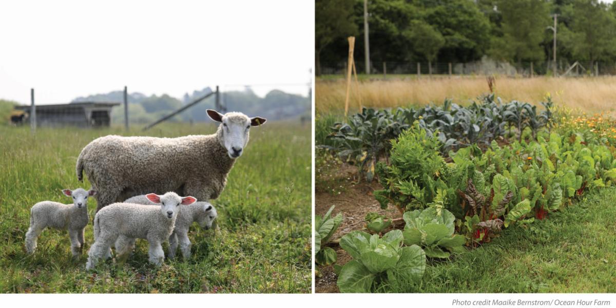 An image of a mother sheep with her lambs next to a vegetable garden
